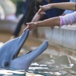 Miami Seaquarium